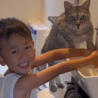 凝視する猫