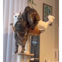 キャットタワーにいる猫
