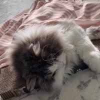 目をぱっちり開いたまま横になっている猫