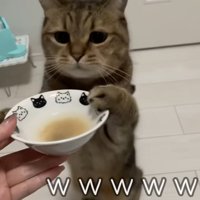 お皿に前脚をかける猫