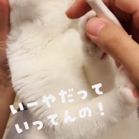 パパの歯磨きを嫌がるマンチカン
