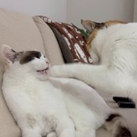 口を開ける猫と口を触ろうとする左の猫