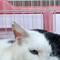 寝そべる猫の頭