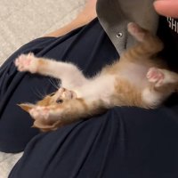 はしゃぐ猫