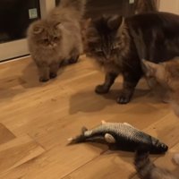 取り囲む猫さんたち