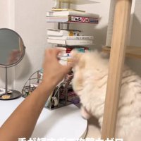 飼い主の手に猫パンチをしている顔が見えない猫