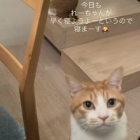 ママをベッドに誘う茶白猫と後ろの階段に座る茶白猫