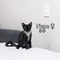 黒猫の子猫