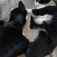 黒猫の後頭部に足を乗せる白黒ハチワレ