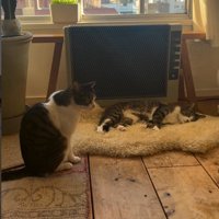 困った様子で振り向く猫
