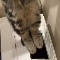 伸びた猫の足