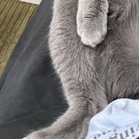 飼い主の腹に置かれた猫の右後ろ足