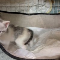 1匹の子猫