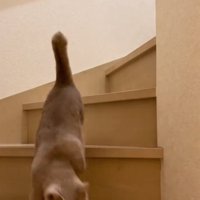 鳴く猫