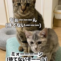カメラ目線の猫と鳴く子猫