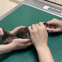 診察されている猫