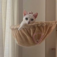 しっぽをゆらゆら揺らす猫