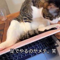 パソコンの横に座っている猫