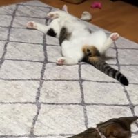 動かない猫