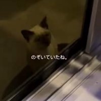 外から家を見ている猫
