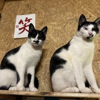 黒白柄の子猫2匹