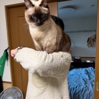 下を凝視する猫