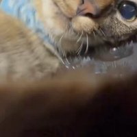カメラに前足をかける猫