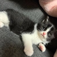 ソファーにいる猫