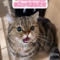見上げて威嚇する猫