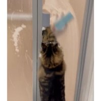 お風呂のドアの前にいる猫