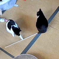 兄猫の近くで木の棒を転がして遊ぶ白黒猫