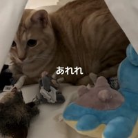 テントの中でくつろぐ猫