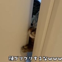 「顔グリグリするなｗ」のテロップ写真