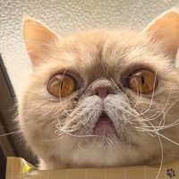 正面向きの猫