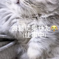 「お膝に乗せた」のテロップ写真
