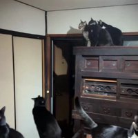蛾を見る猫たち