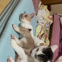 子猫を抱きしめている猫