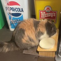 ごはん食べるねこ