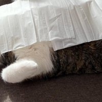 仰向けの猫
