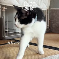 ケージの前にいる猫