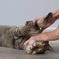 仰向けになった猫の顔と体を撫でる飼い主