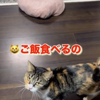飼い主に向かって鳴く三毛猫