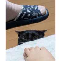 室内にいる猫