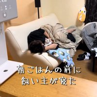 ソファでくつろぐ猫