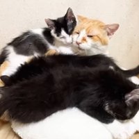 むぎくんの周りに集まる子猫たち