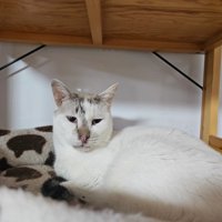 くつろいでいる白猫