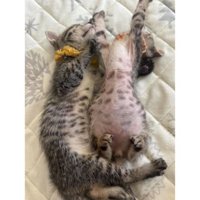 寝ている猫