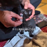 ミルクを飲む子猫