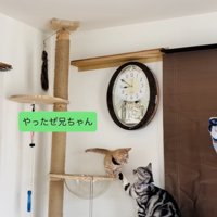 子猫を褒めるアメリカンショートヘア