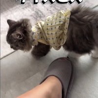 服を着ている子猫